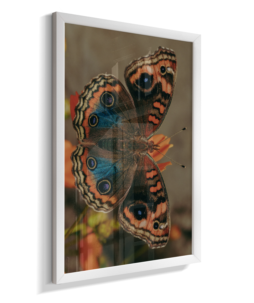 Junonia evarete