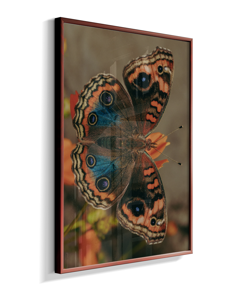 Junonia evarete