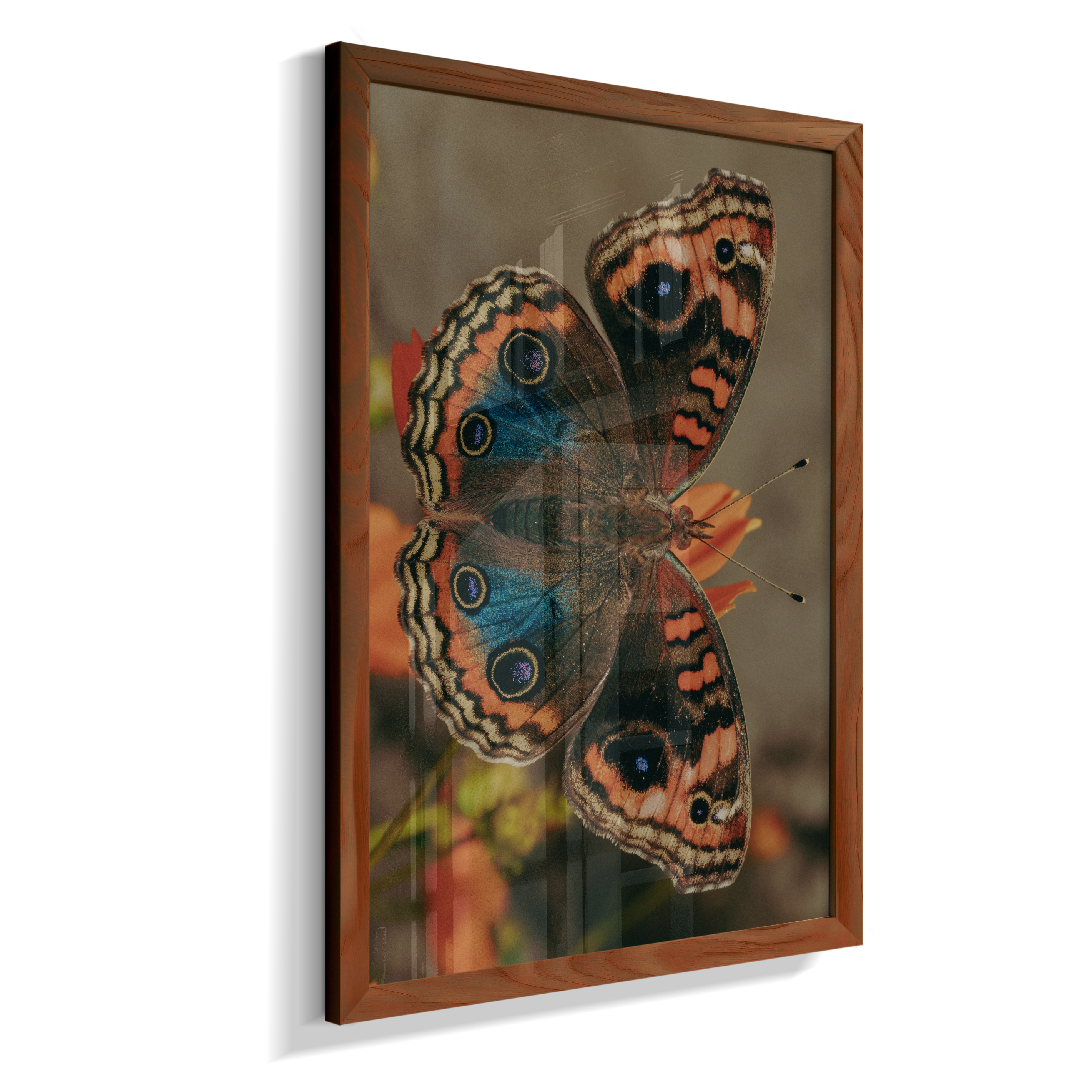 Junonia evarete