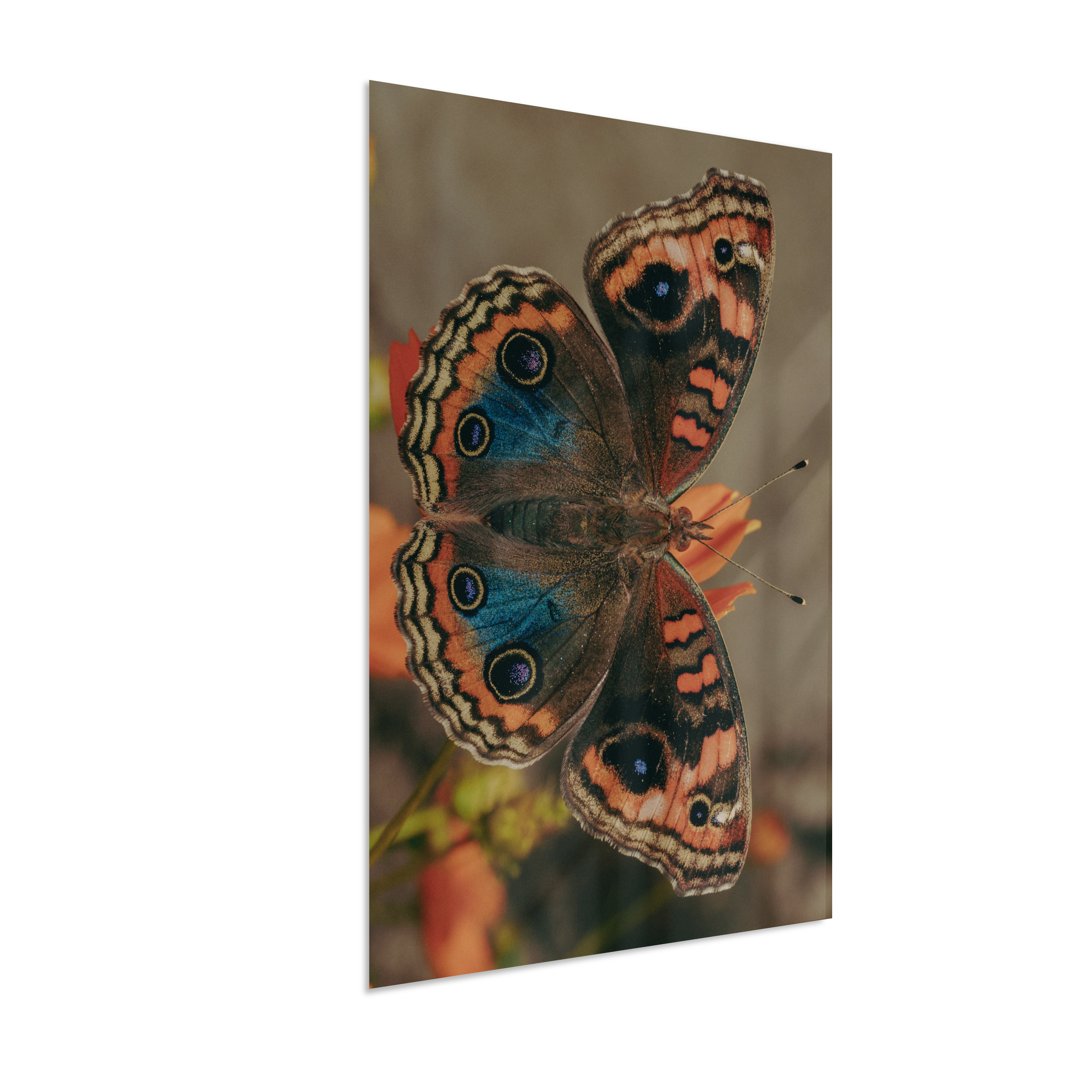 Junonia evarete