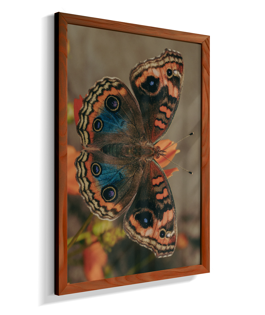 Junonia evarete
