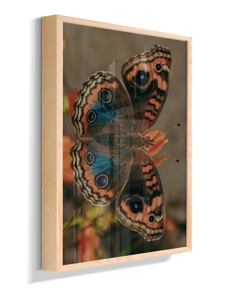 Junonia evarete