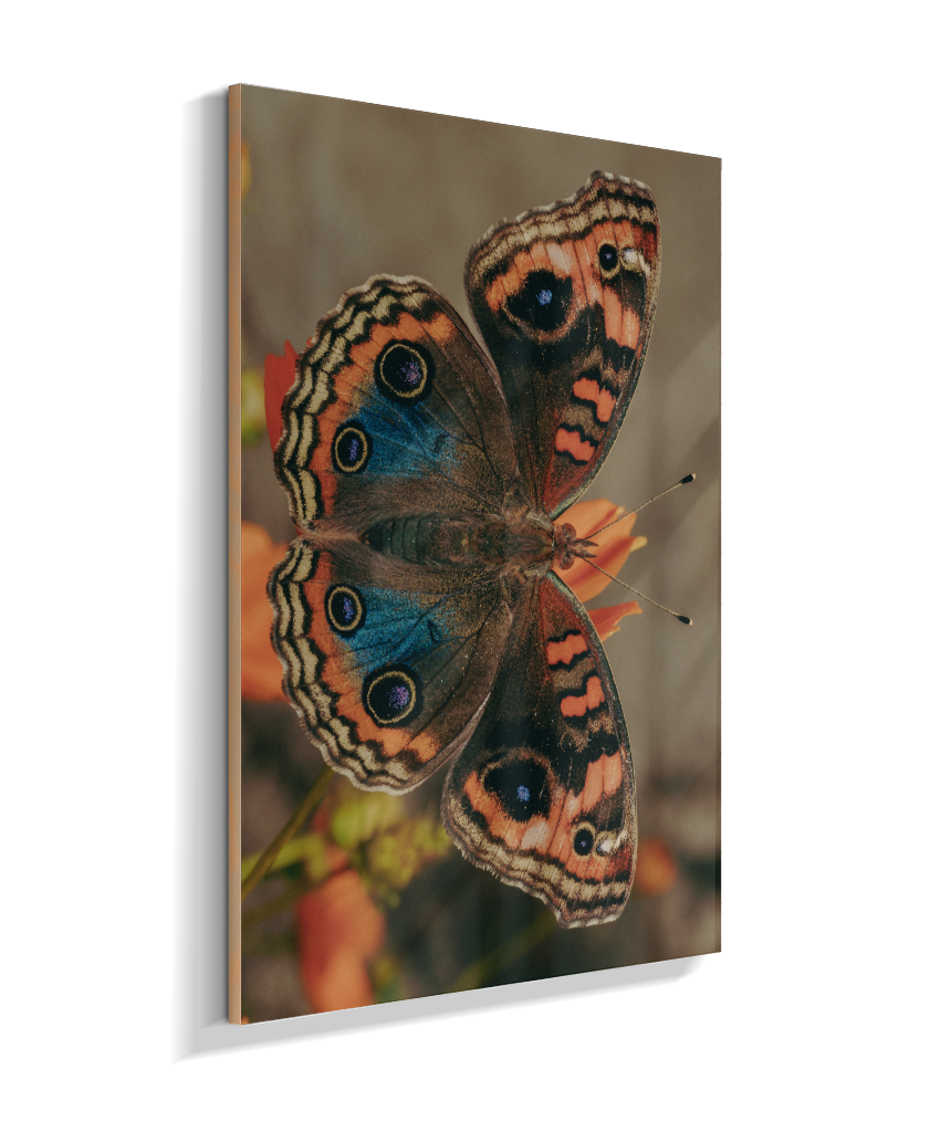 Junonia evarete