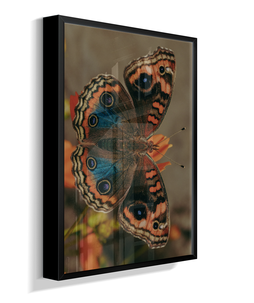 Junonia evarete