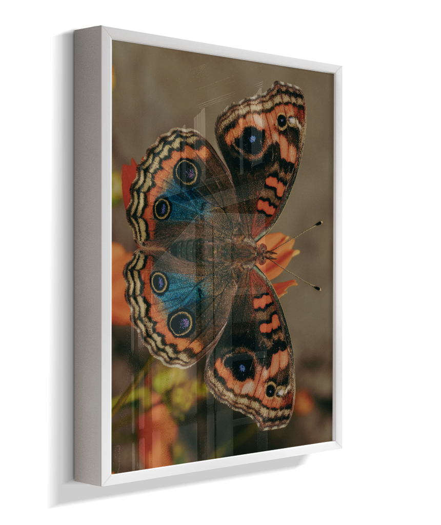 Junonia evarete