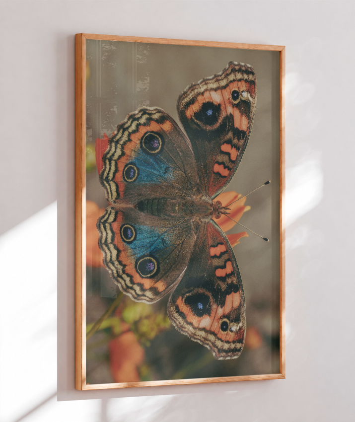 Junonia evarete