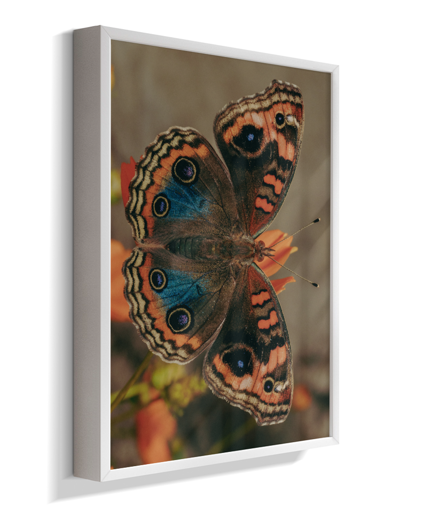 Junonia evarete