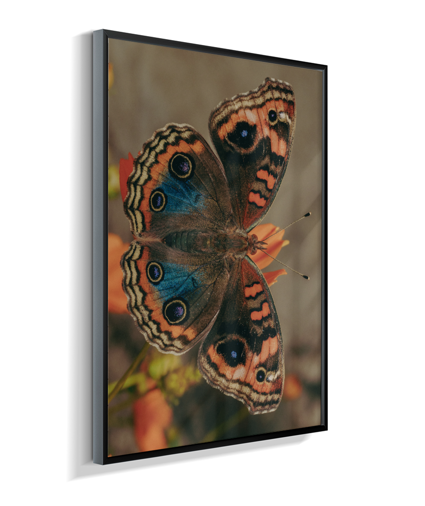 Junonia evarete