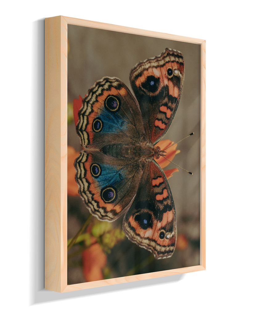Junonia evarete