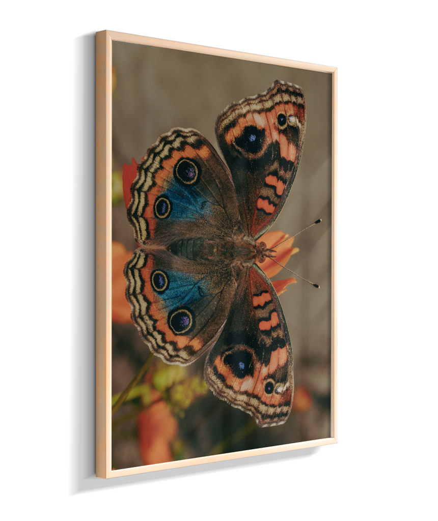 Junonia evarete