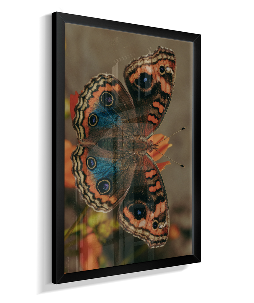 Junonia evarete