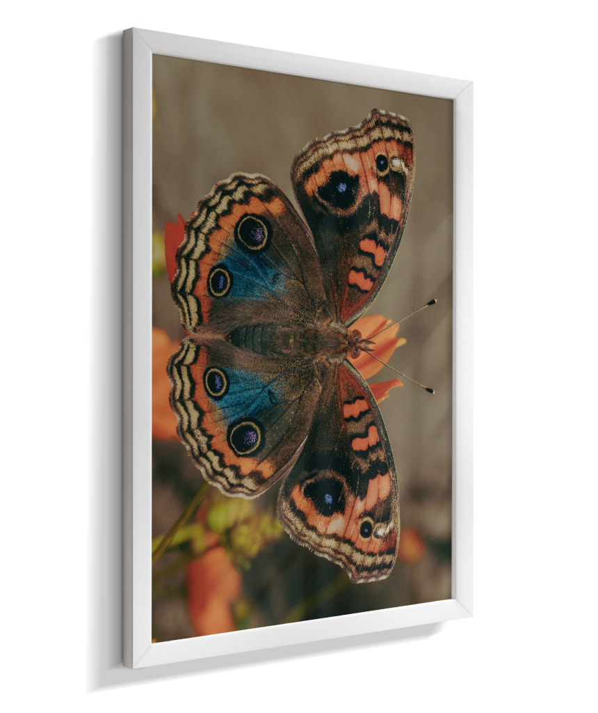 Junonia evarete