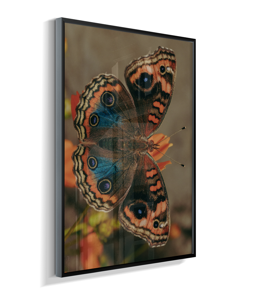 Junonia evarete