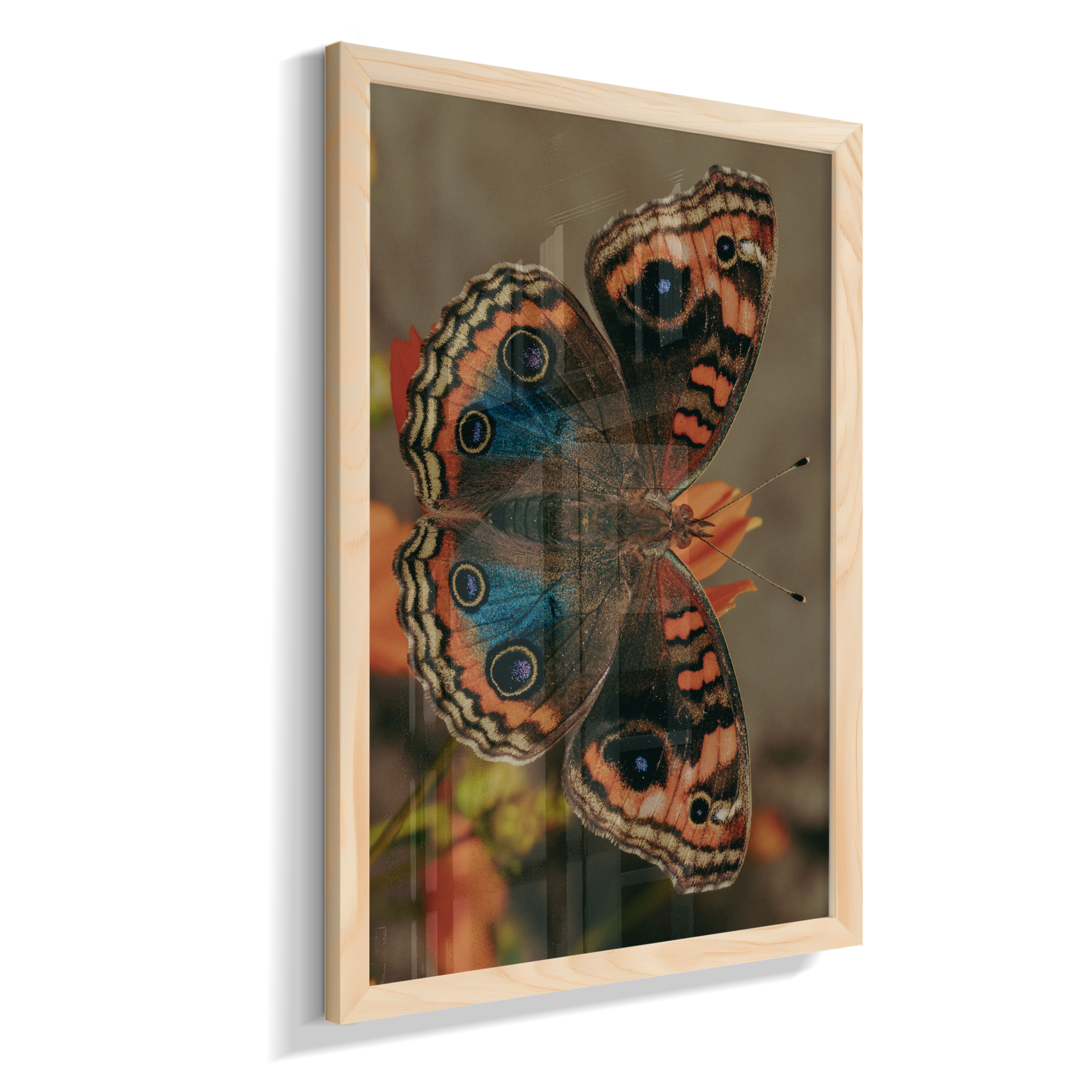 Junonia evarete