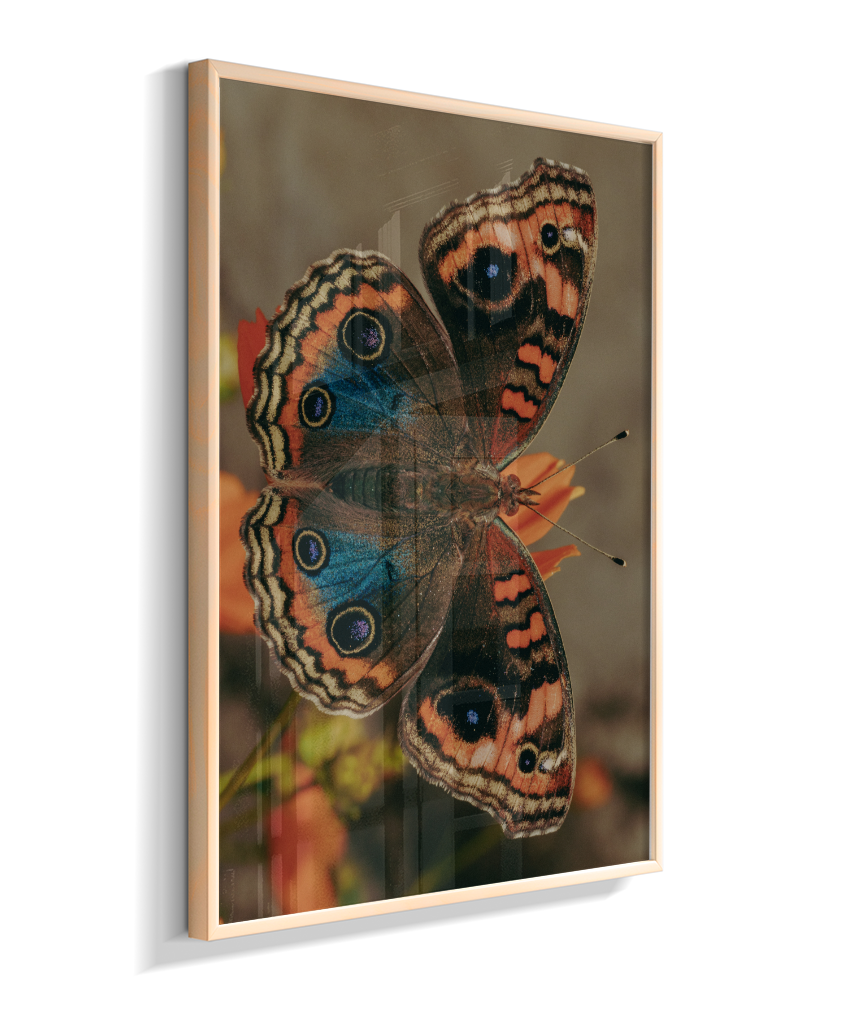 Junonia evarete