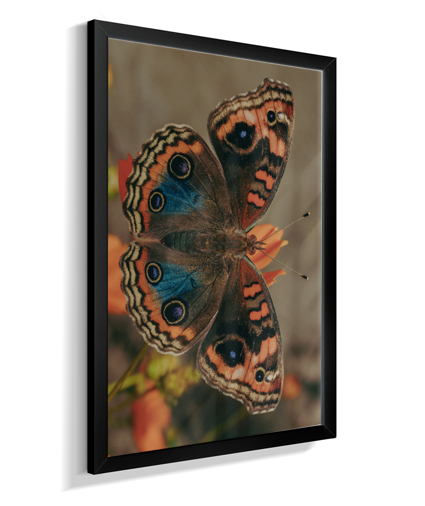 Junonia evarete