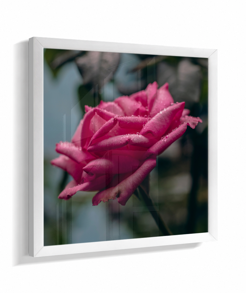 Rosa