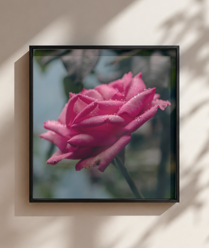 Rosa