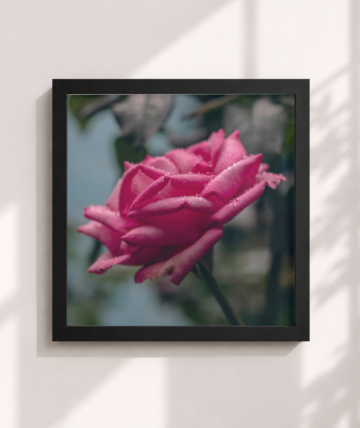 Rosa
