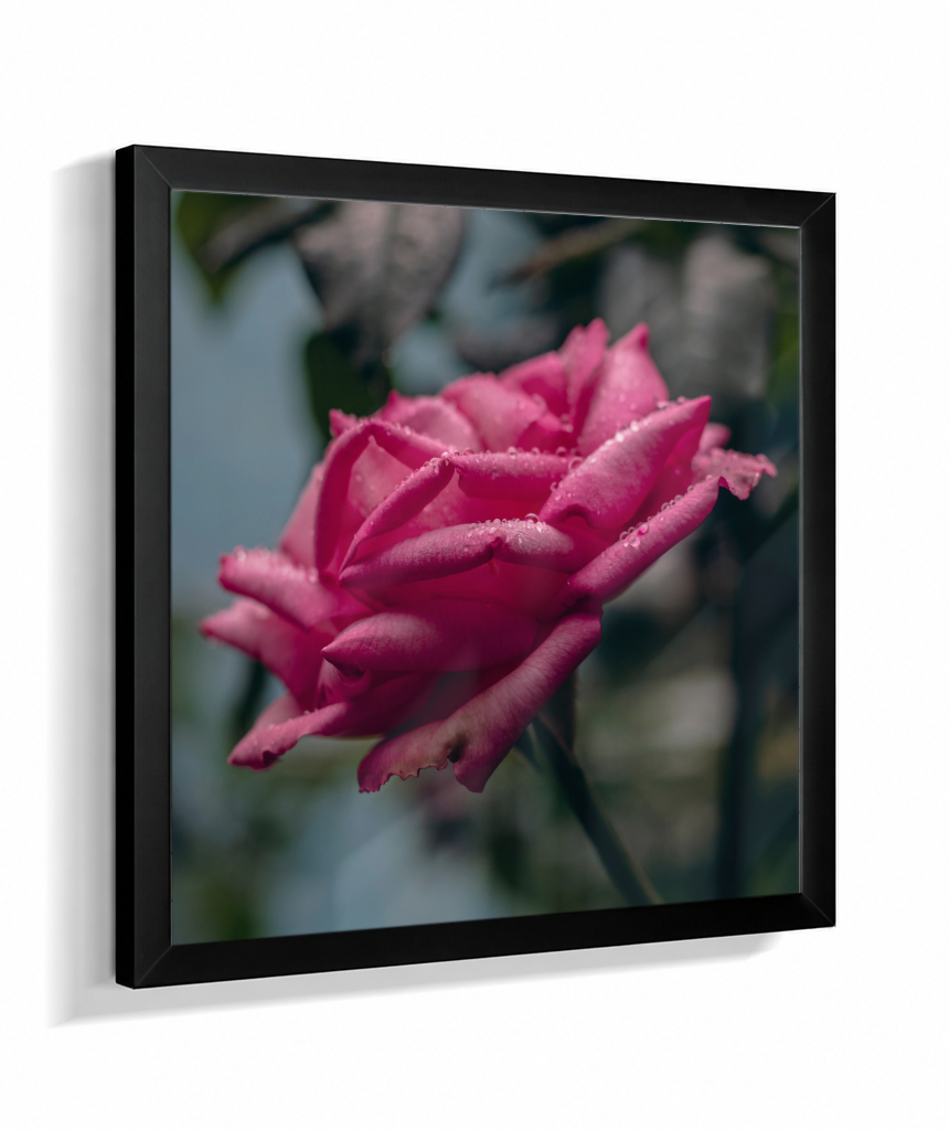 Rosa