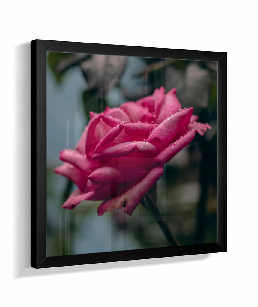 Rosa