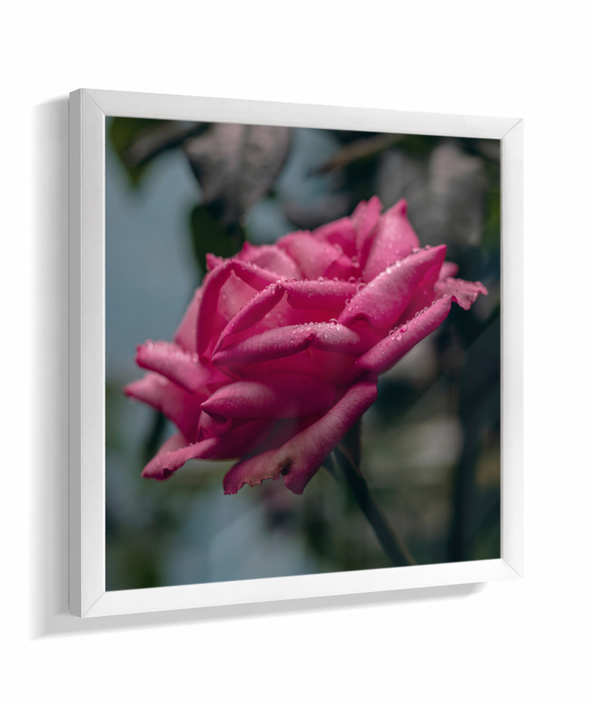 Rosa