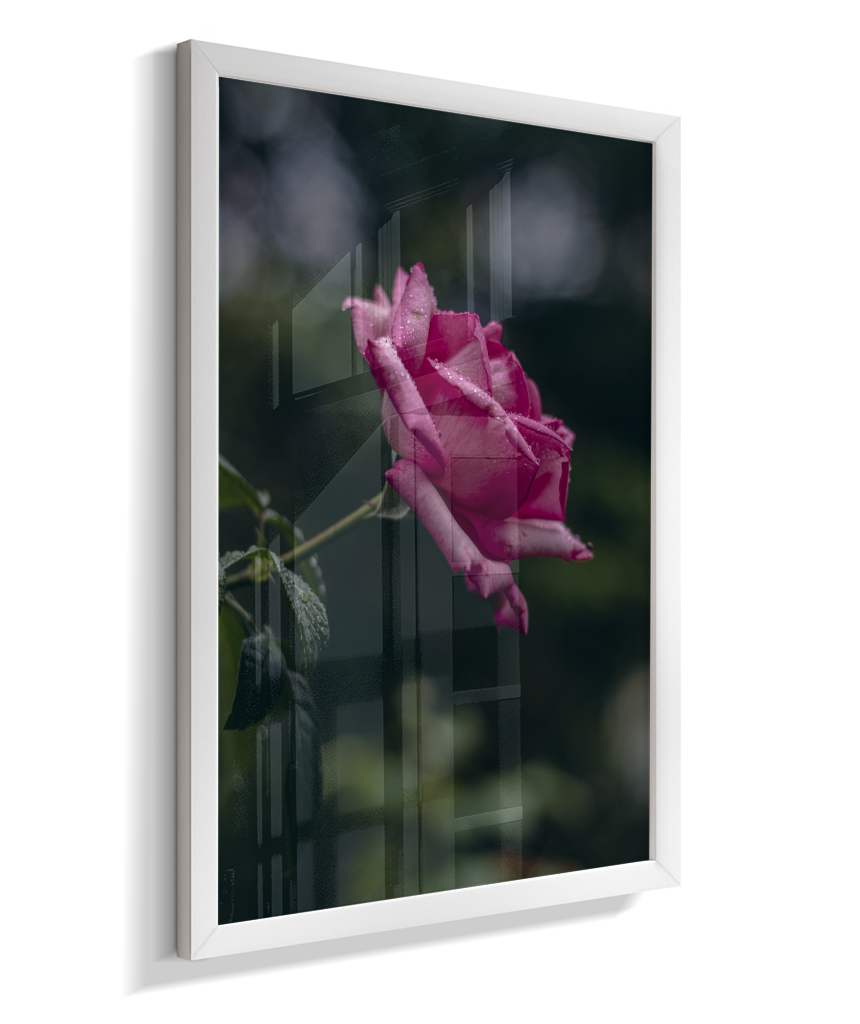 Rosa