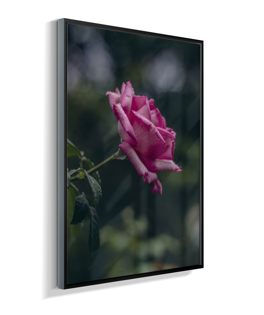 Rosa