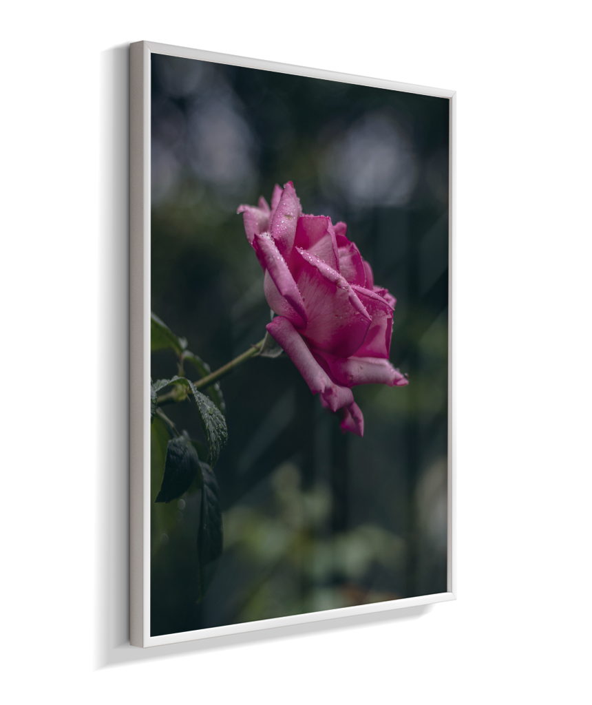 Rosa