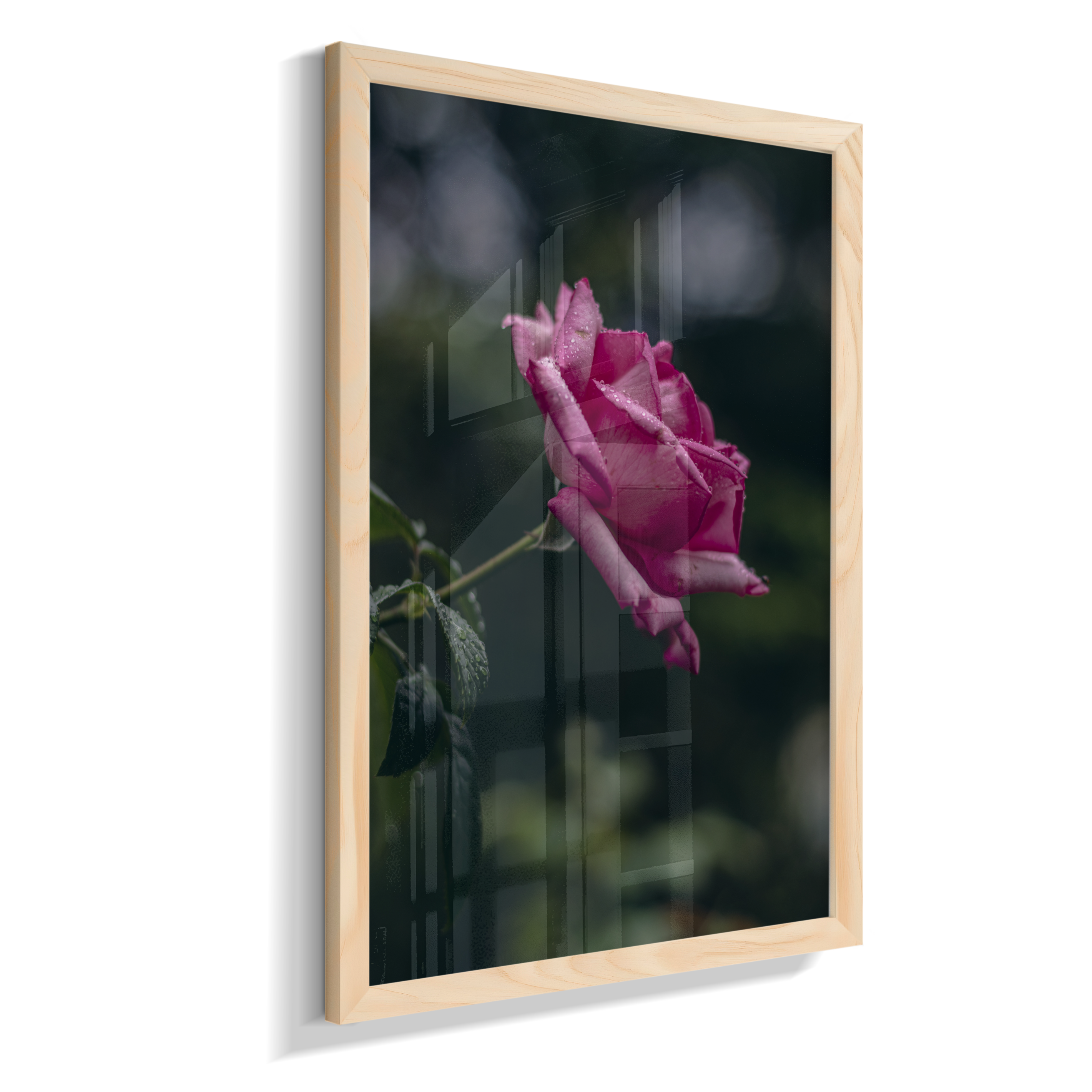 Rosa