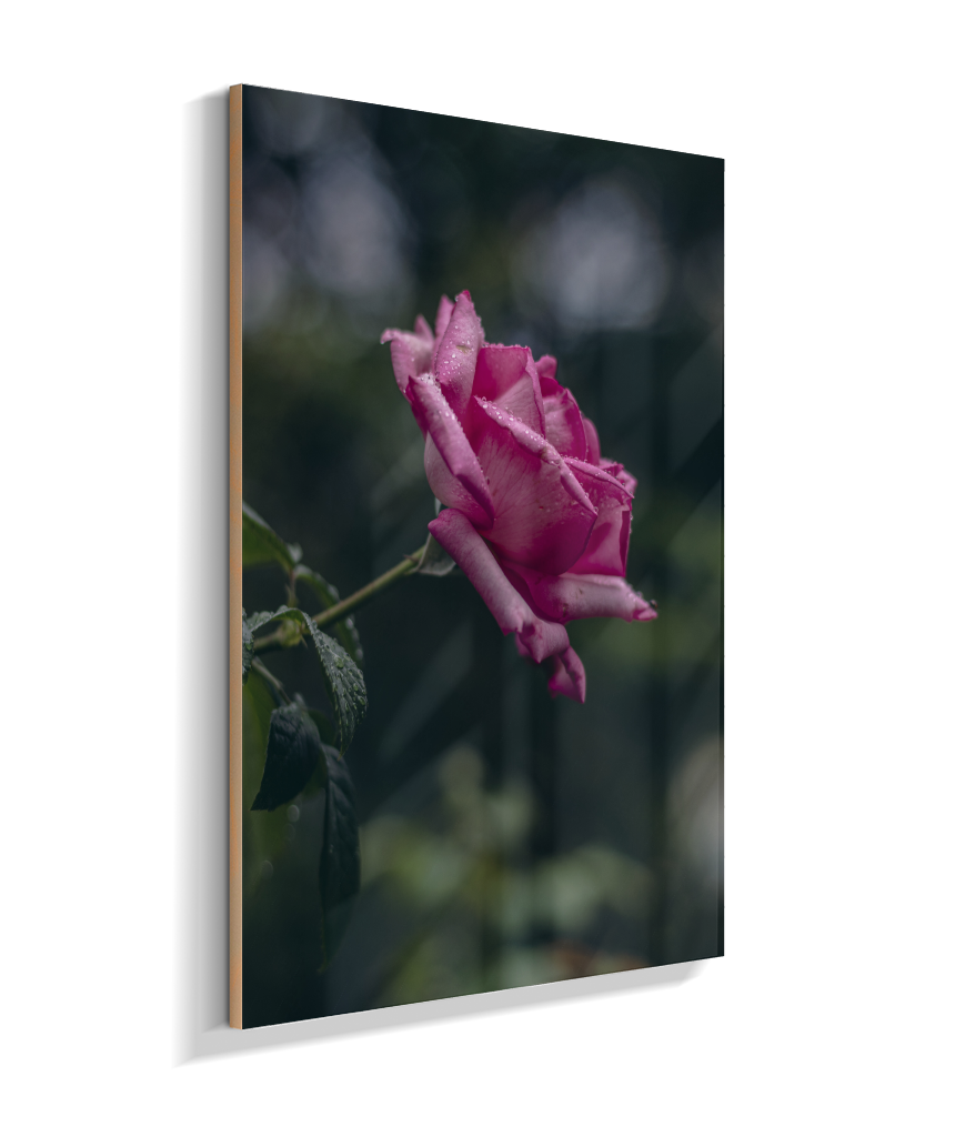 Rosa