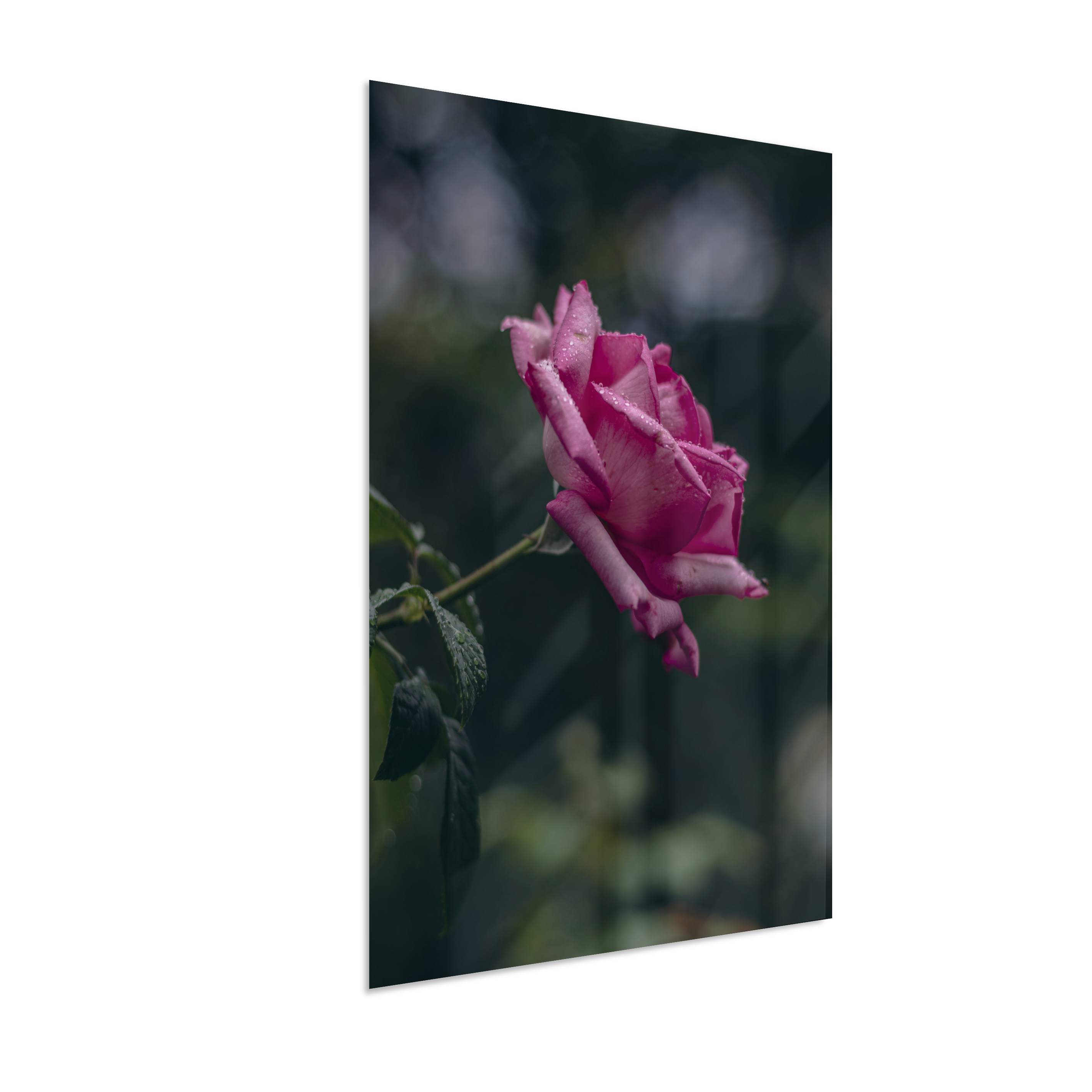 Rosa