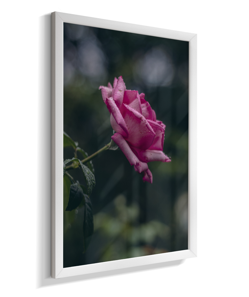 Rosa