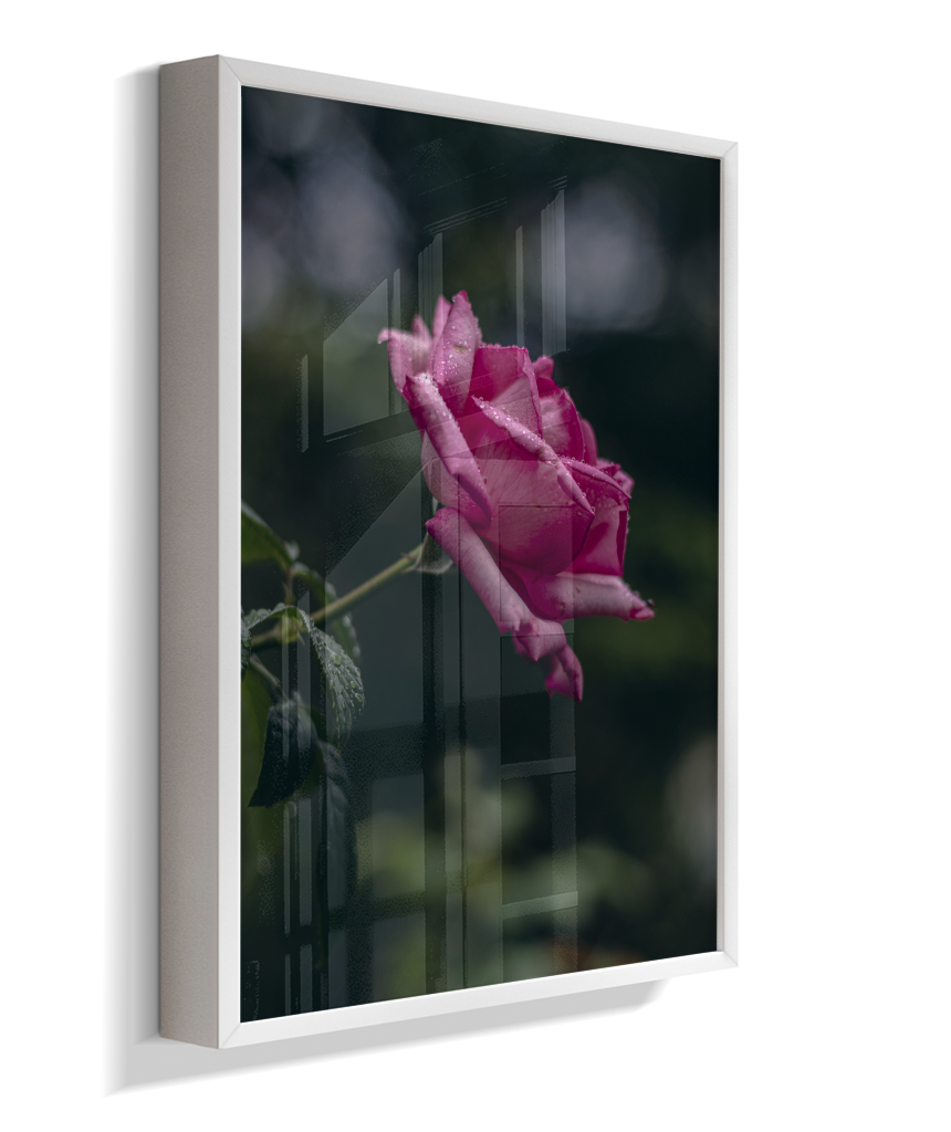 Rosa