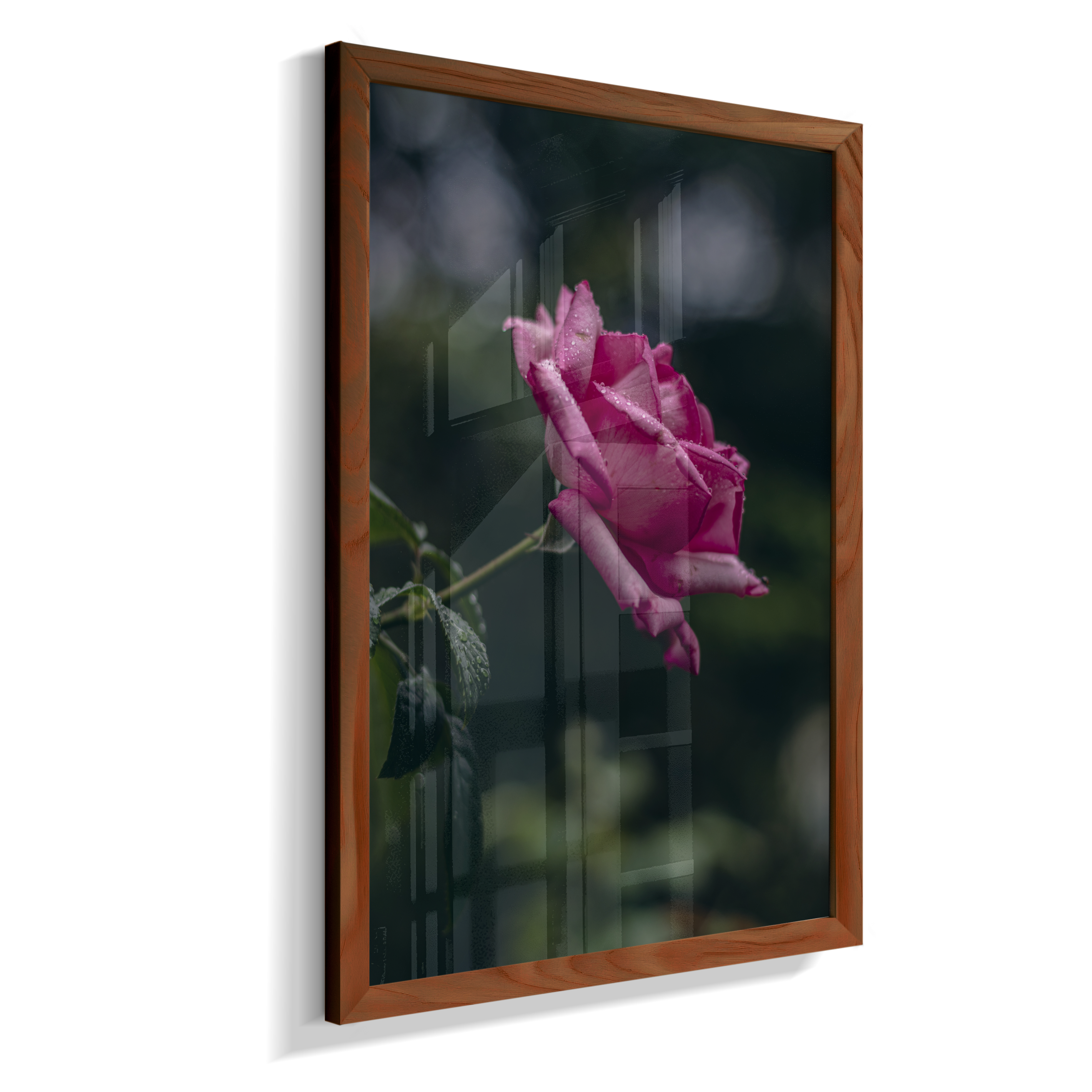 Rosa