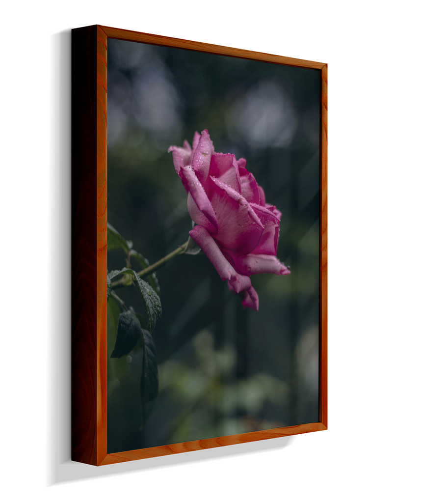 Rosa
