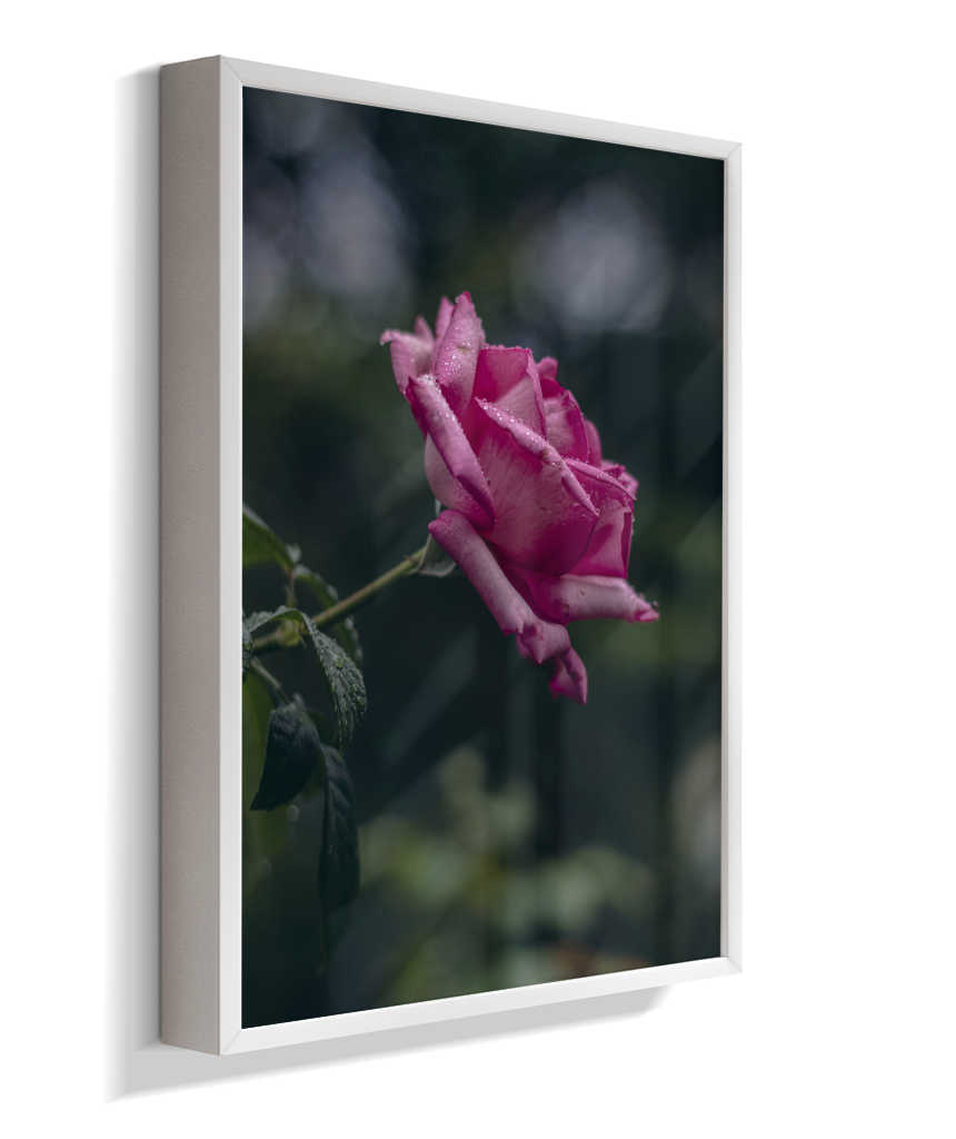Rosa