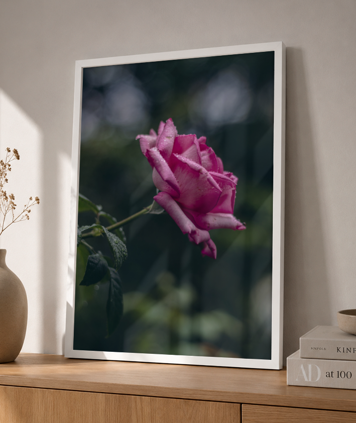 Rosa