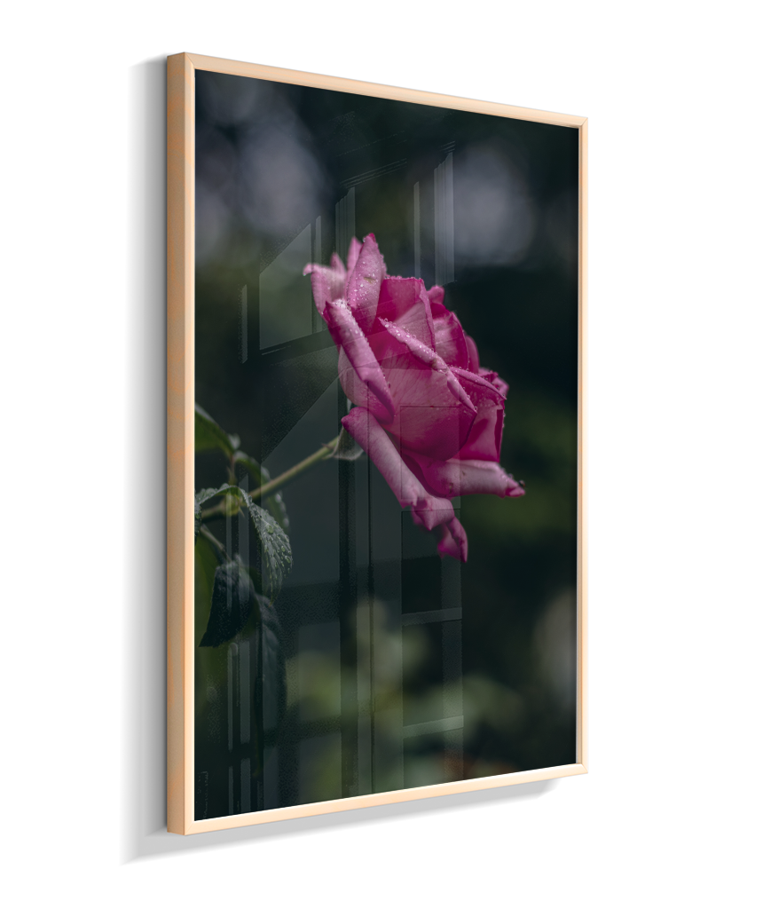 Rosa