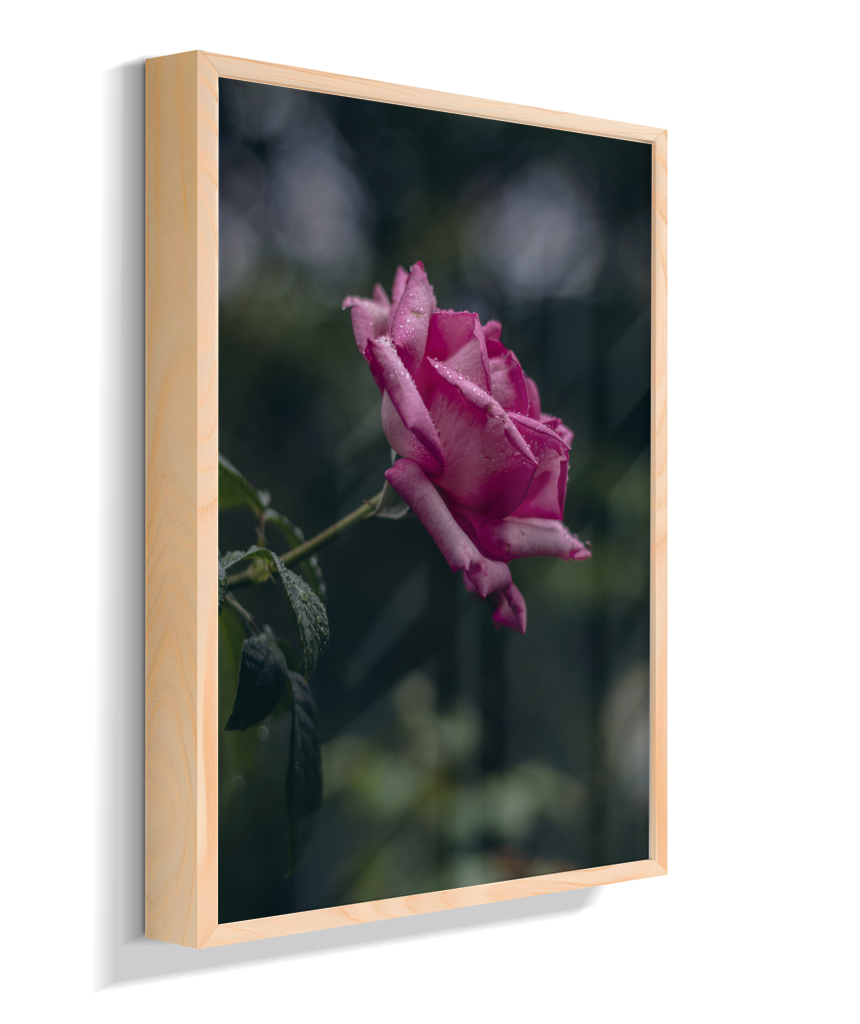 Rosa
