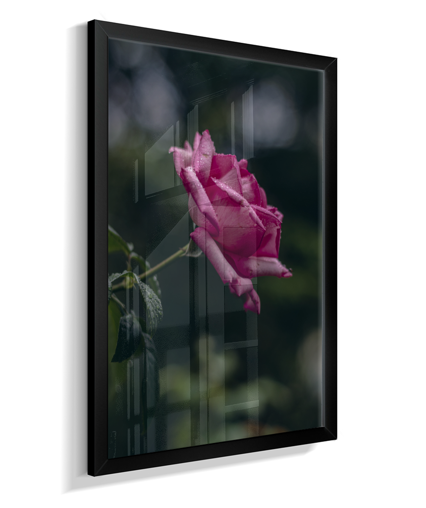 Rosa