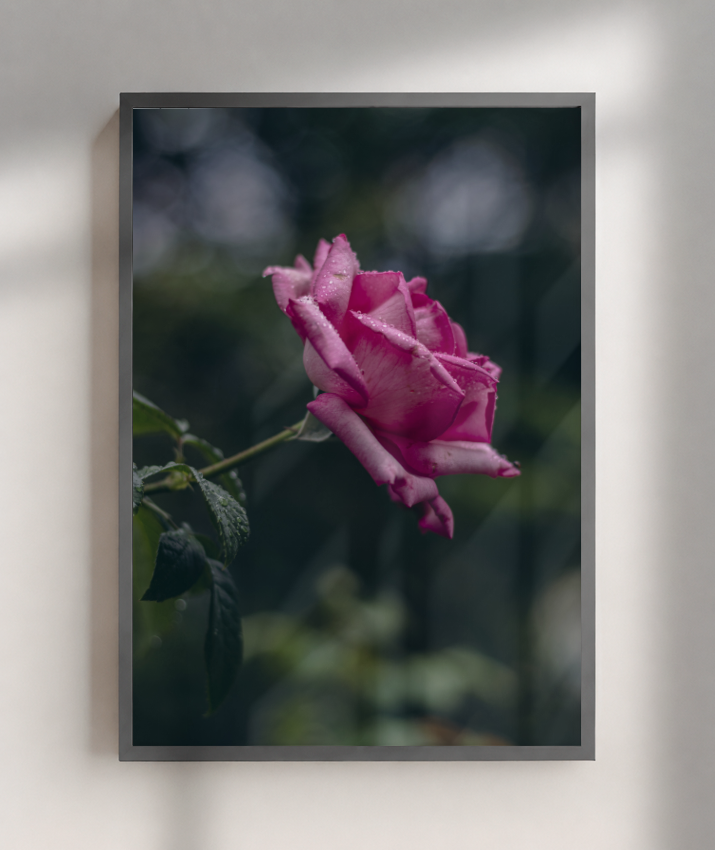 Rosa