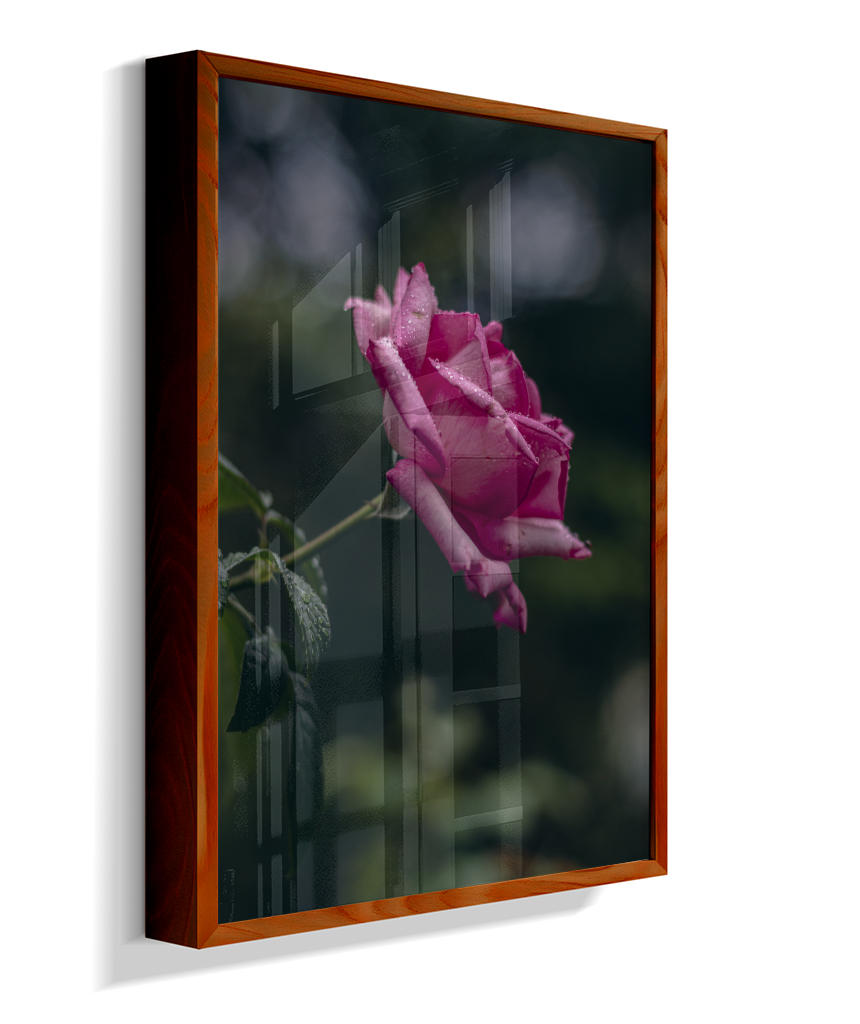Rosa