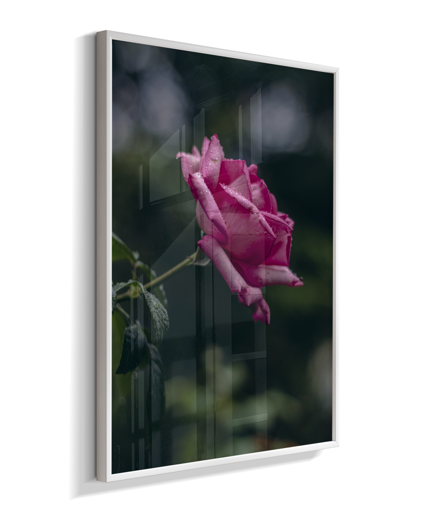 Rosa