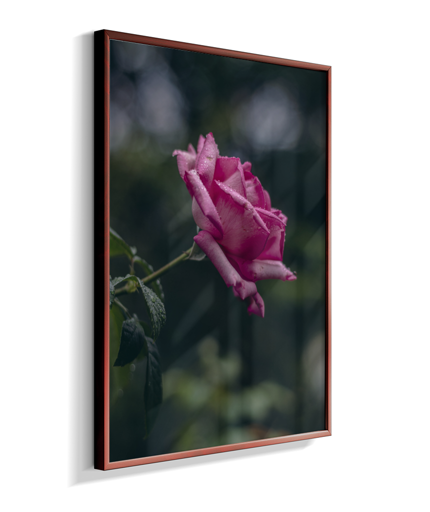 Rosa