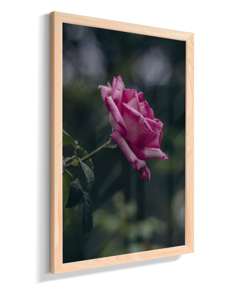 Rosa