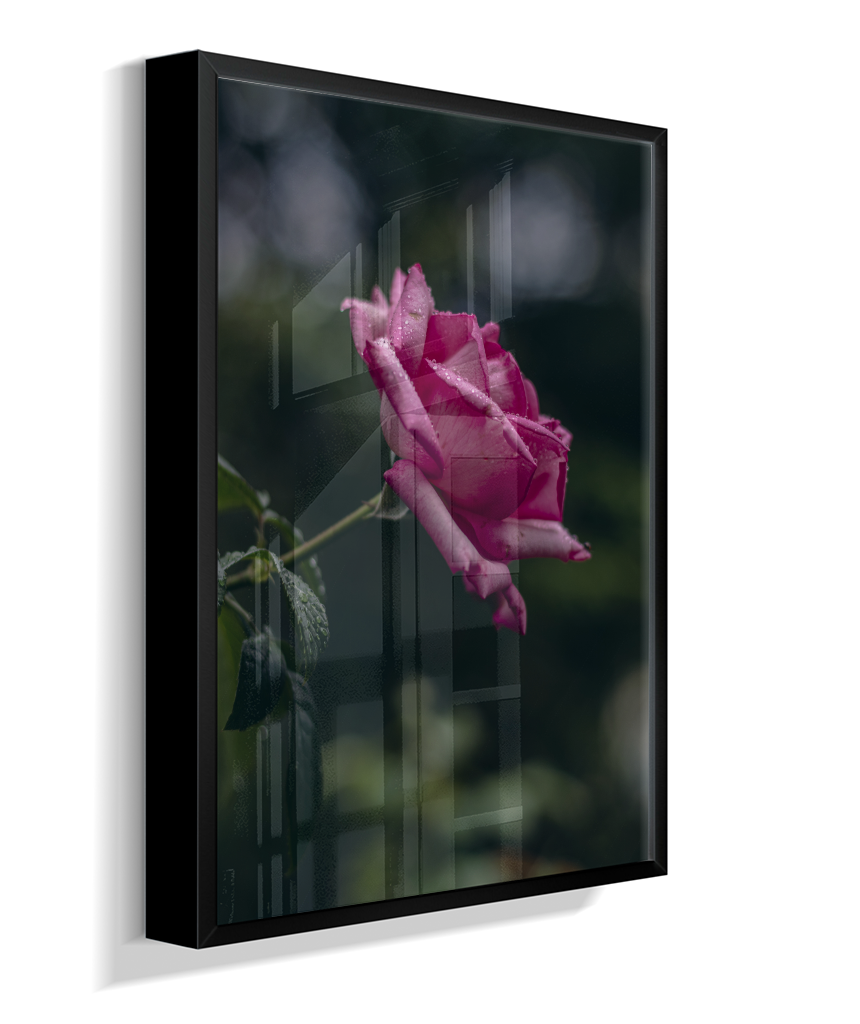 Rosa