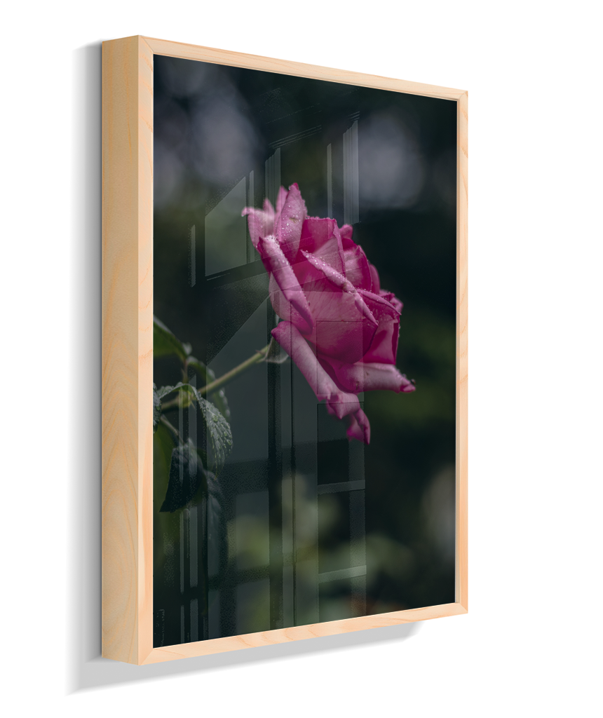 Rosa