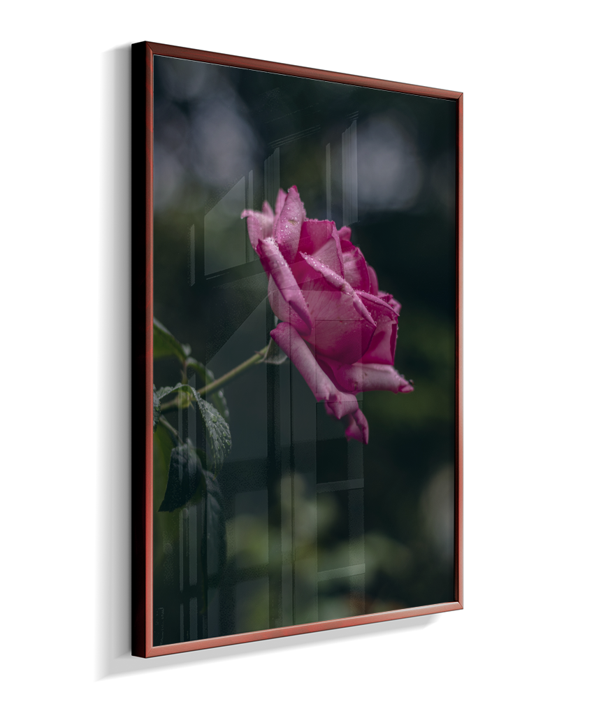 Rosa