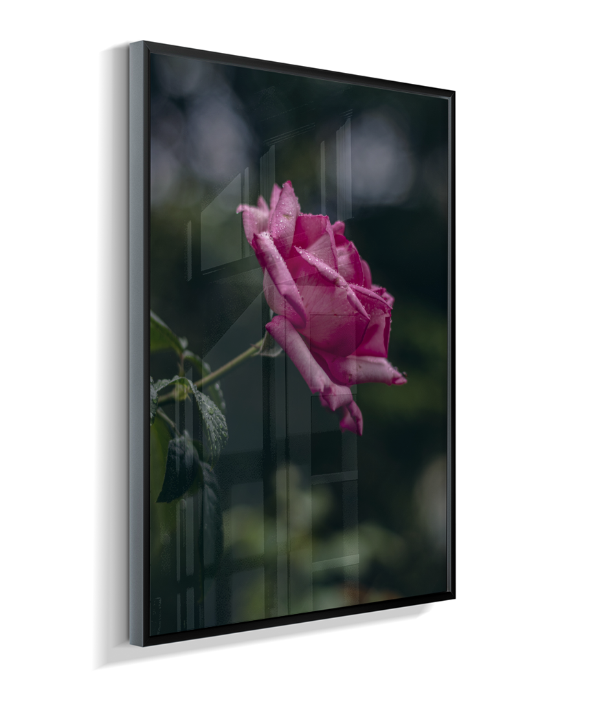 Rosa